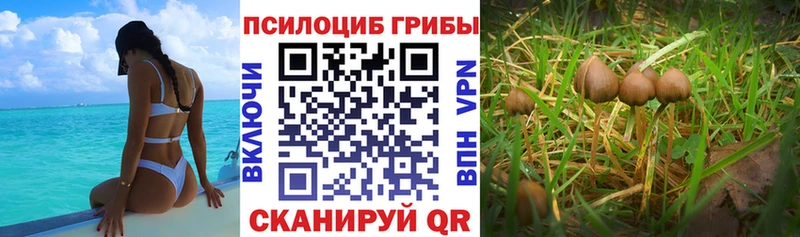 даркнет сайт  Северобайкальск  Псилоцибиновые грибы мицелий 